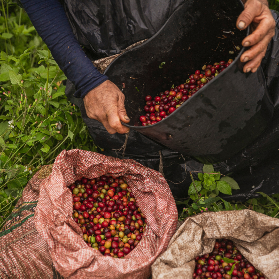 Customized Coffee Solutions